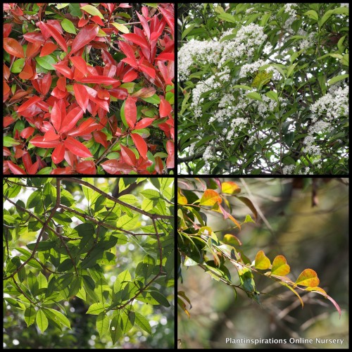 Photinia glabra rubens x 1 Hedging plants Fast Growing Garden Screening Hedge Shrubs Trees Red Orange Leaves White Flowering Hardy Plants Drought Frost